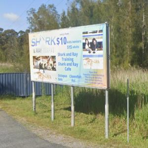 The Shark and Ray Rescue Centre in Bobs Farm, Australia - Virtual ...