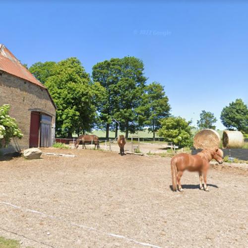 Horses Lille Vildmose in Bælum, Denmark (Google Maps)
