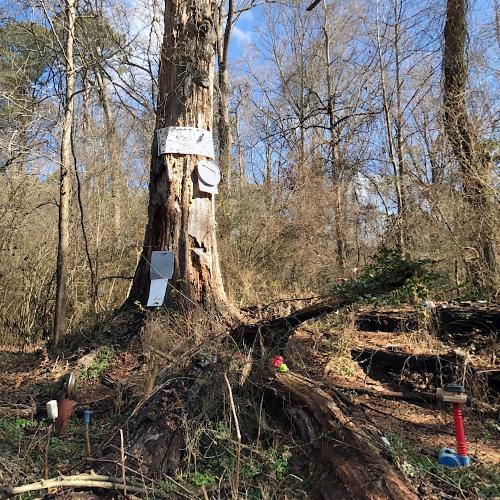 Doll's Head Trail in Atlanta, GA (Google Maps)