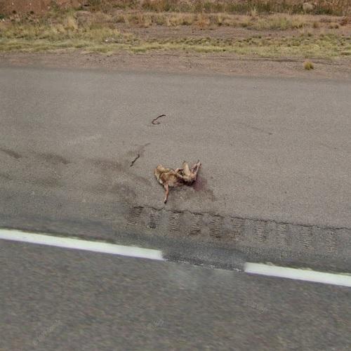 Roadkill in Laramie, WY (Google Maps) (#2)