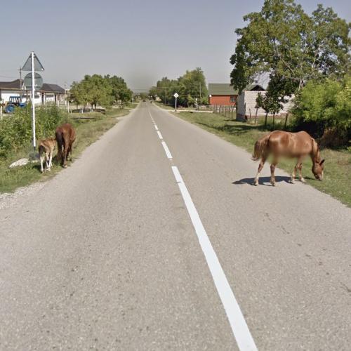 Horses with foal in Tangichu, Russian Federation (Google Maps)
