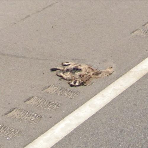 Pressed roadkill in Arkansas City, KS (Google Maps)