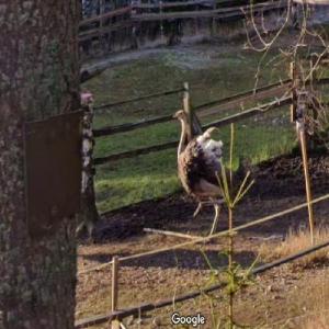 Common ostrich (StreetView)