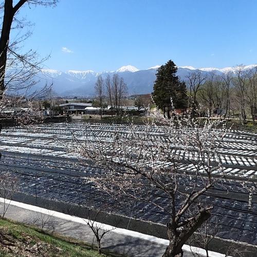 Daio Wasabi Farm in Azumino, Japan (Google Maps)