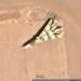 Sudanese SU-24