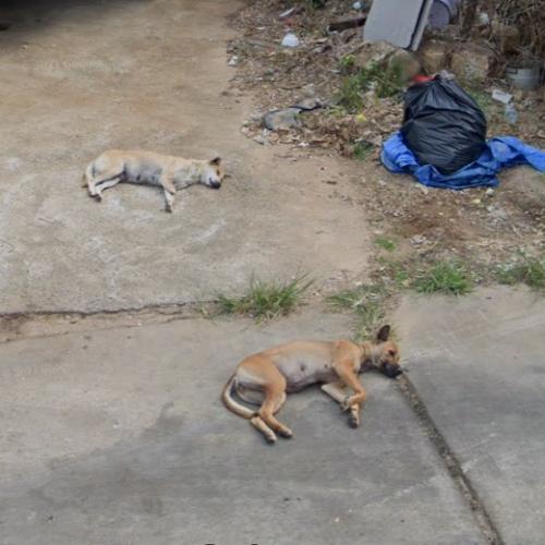 Sleeping dogs in Ko Chang Tai, Thailand (Google Maps) (#2)