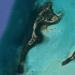 Cayo Tablones