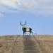 The Rhein Deer