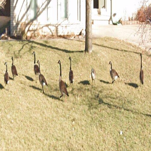 Geese in Wichita, KS (#7) - Virtual Globetrotting