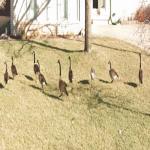 Geese