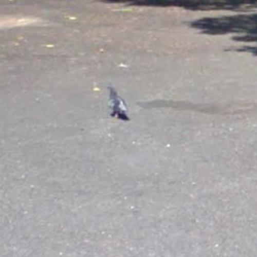 Pigeons in Rio de Janeiro, Brazil (Google Maps) (#2)