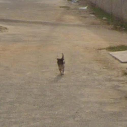 Dog chasing google maps car in Rio de Janeiro, Brazil (Google Maps)