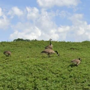 Canada geese (StreetView)