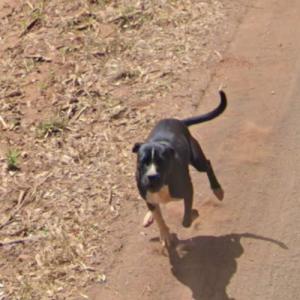 Dog chasing (StreetView)