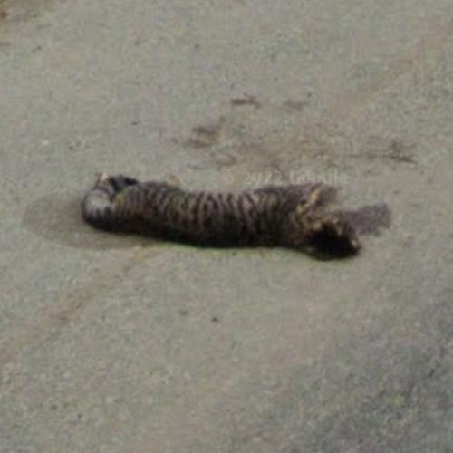overrun animal in Agnew, WA (#2) - Virtual Globetrotting