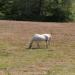 White horse