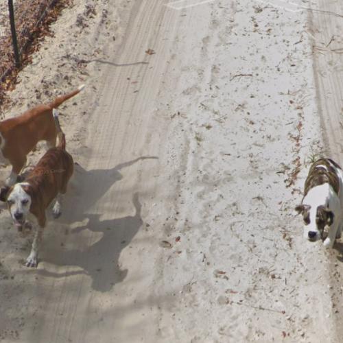 Dog chasing google streetview car in Spring Hill, FL (Google Maps)