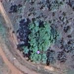 Mirima Historic Boab Tree