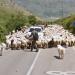 Sheeps