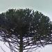 Araucaria tree