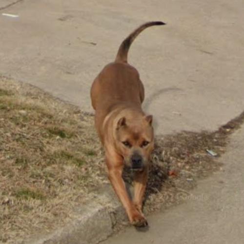 Dog chases Google vehicle in Tulsa, OK (Google Maps)