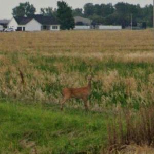 Deer (StreetView)