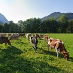 Cattle