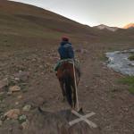 Google Horse View