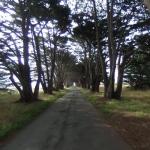 Cypress Tree Tunnel