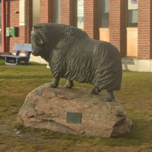 Moskus in Dombås, Norway - Virtual Globetrotting