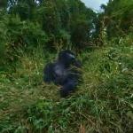 Mountain gorilla