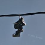Shoes Hanging on Power Lines