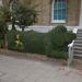 Dog Hedge Topiary
