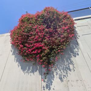 A heart-shaped Bougainvillea (StreetView)