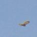 Parrot