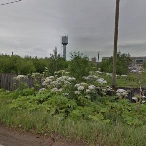 Heracleum sosnowskyi (StreetView)