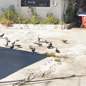 Pigeons (StreetView)