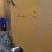 Sperm wall