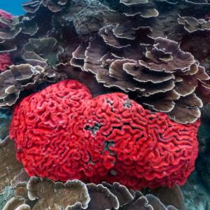 Brain coral (StreetView)