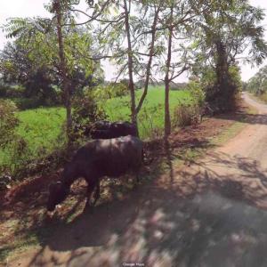 Buffalo (StreetView)
