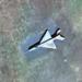 MiG-21F-13