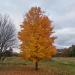 Maple in orange