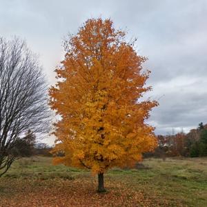 Maple in orange (StreetView)