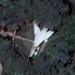 MiG-23BN