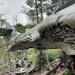 Side of Canso Plane Crash