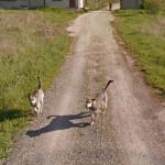 Dogs chasing google car