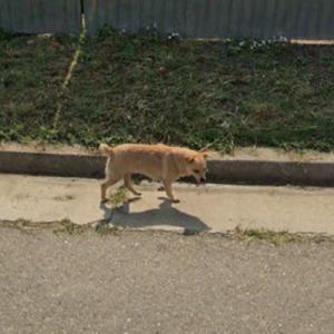 Dog (StreetView)