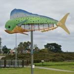 The Big Dolphin Fish