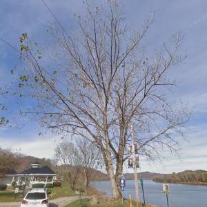 Vanceburg’s Lewis and Clark Cottonwood Tree (StreetView)