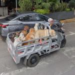 Mucho perros